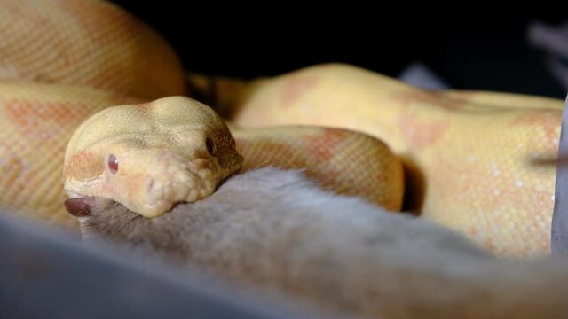 close up 4k video of an albino boa constrictor swallowing a rat