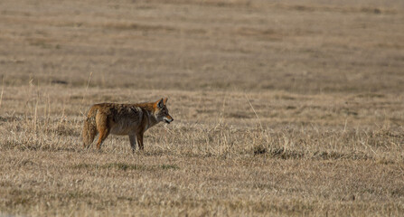Coyote hunting in field with mouse 