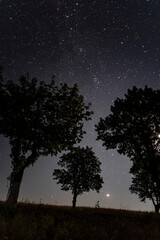 Fototapeta na wymiar tree at night