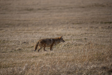 Coyote hunting in field with mouse 