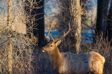 Bull elk in forest at rut