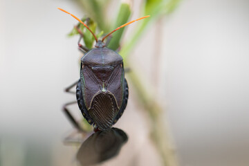 Dark bug perched on green plant leaf