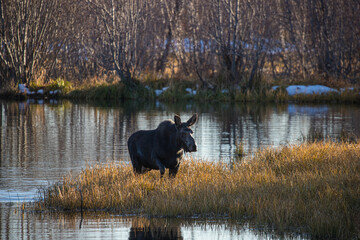 female moose at sunset in water