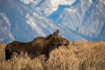 huge bull moose in Tetons mountain range in rut