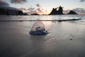 Venomous jellyfish Portuguese man o' war