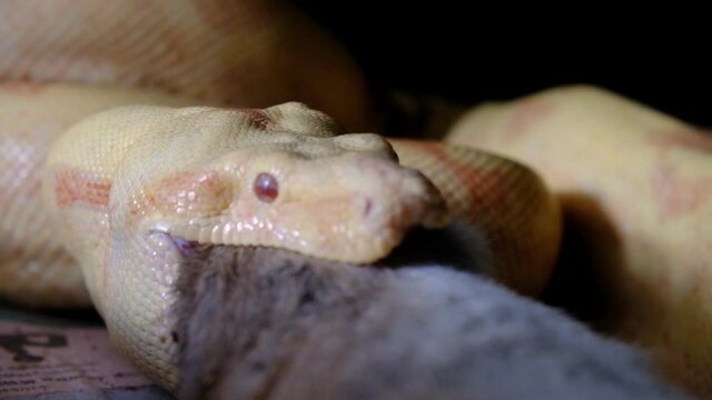 Boa constrictor snake eating a rat in 4k resolution