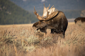huge bull moose in Tetons mountain range in rut