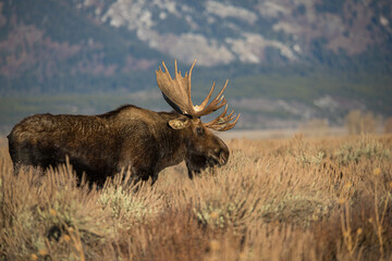 huge bull moose in Tetons mountain range in rut
