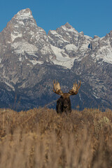 huge bull moose in Tetons mountain range in rut