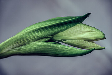 close up of green leaves, nacka,sverige,sweden, stockholm