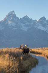 huge bull moose in Tetons mountain range in rut