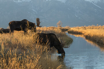 bull moose drinking in stream below Tetons range 