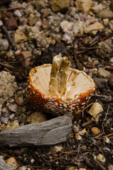 A plucked mushroom upside down on the ground.