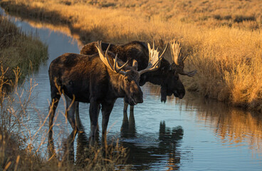 bull moose drinking in stream below Tetons range 