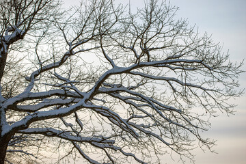 Fototapeta na wymiar tree in winter, nacka,sverige,sweden, stockholm