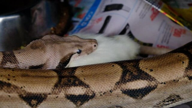 boa constrictor eating