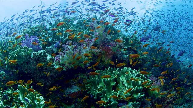 Huge flock of colorful small fish feeding among coral reef near Fiji