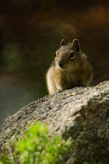 Ground squirrel on a rock with a bush in the foreground.