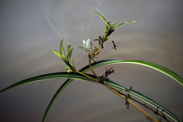 plant on a branch, nacka,sverige,sweden, stockholm