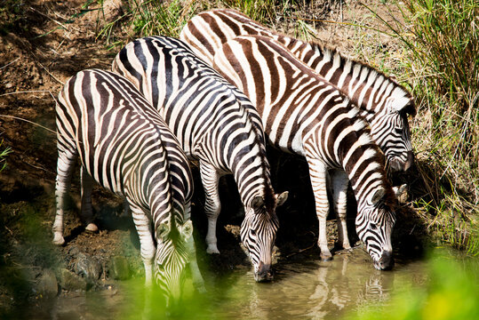 Zebras Drinking Water In Lake