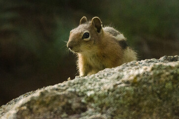 Ground squirrel peeking over a rock in the forest.