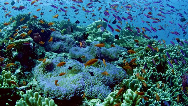 Huge flock of colorful small tropical fish feeding among coral reef near Fiji