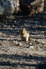 A ground squirrel standing in a clearing.