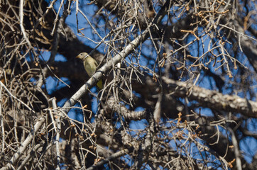A yellow bird hidden in the branches of a pine tree.