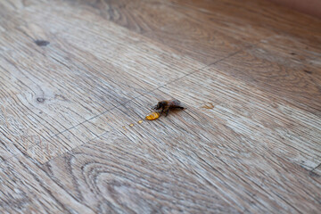 Thirsty Bee Drinking Honey