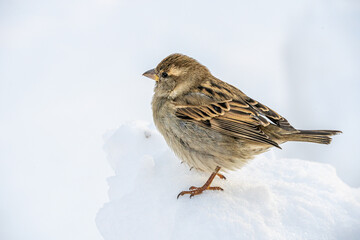 pequeño pajaro posado en la nieve en un día soleado y despejado