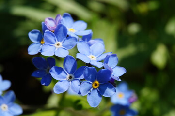 Fototapeta na wymiar Blume blau Close Up Makro selten Blüte 