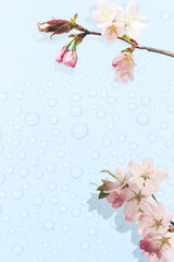 Delicate spring blue background with dew drops and blossoming tree branches.