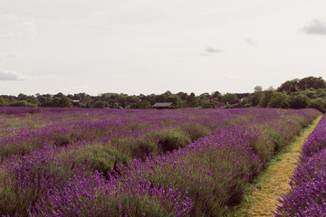 Fototapeta na wymiar The beautiful wide lavender field