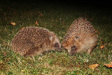 Zwei Igel