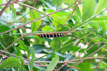 Caterpillar