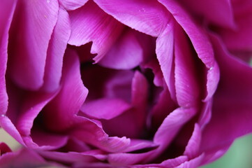 Tulpe Frühling Blume Blüte