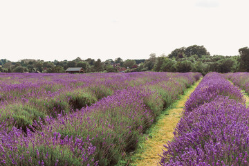 Obraz na płótnie Canvas Wide lavender field