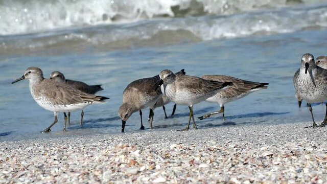 Dunlin birds (Calidris alpina) feeding on a Gulf of Mexico beach at St. Pete Beach, Florida.