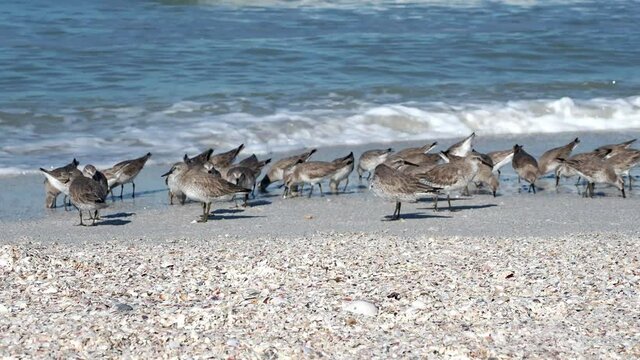 Dunlin birds (Calidris alpina) feeding on a Gulf of Mexico beach at St. Pete Beach, Florida.