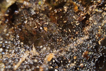 Spinnennetz Tau Tautropfen