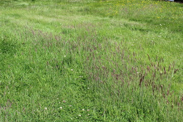 Green grass in the field