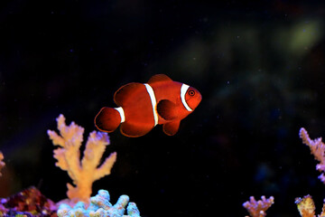 Fototapeta na wymiar Premnas biaculeatus - Spine cheeked anemone clownfish