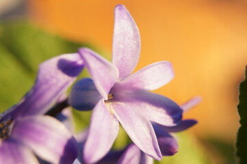 Lila Blume Blüte Close-up Makro sonig