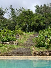 tropical forest