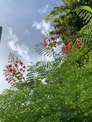flowers in the garden
