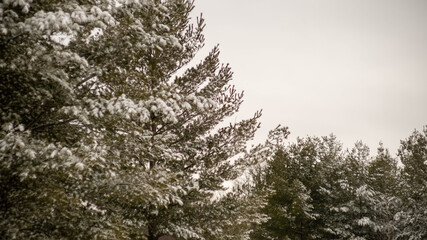 Close up of snow on tree in winter forest. Ontario Canada snow covered trees