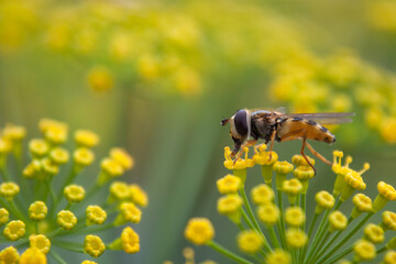 Schwebefliege auf Dill