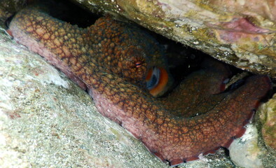 Costa Rica Pacific sea life underwater