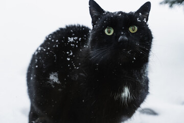 czarny kot domowy za oknem na śniegu czeka na wpuszczenie do domu