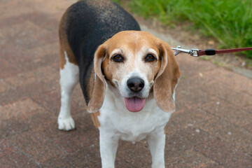 ビーグル犬